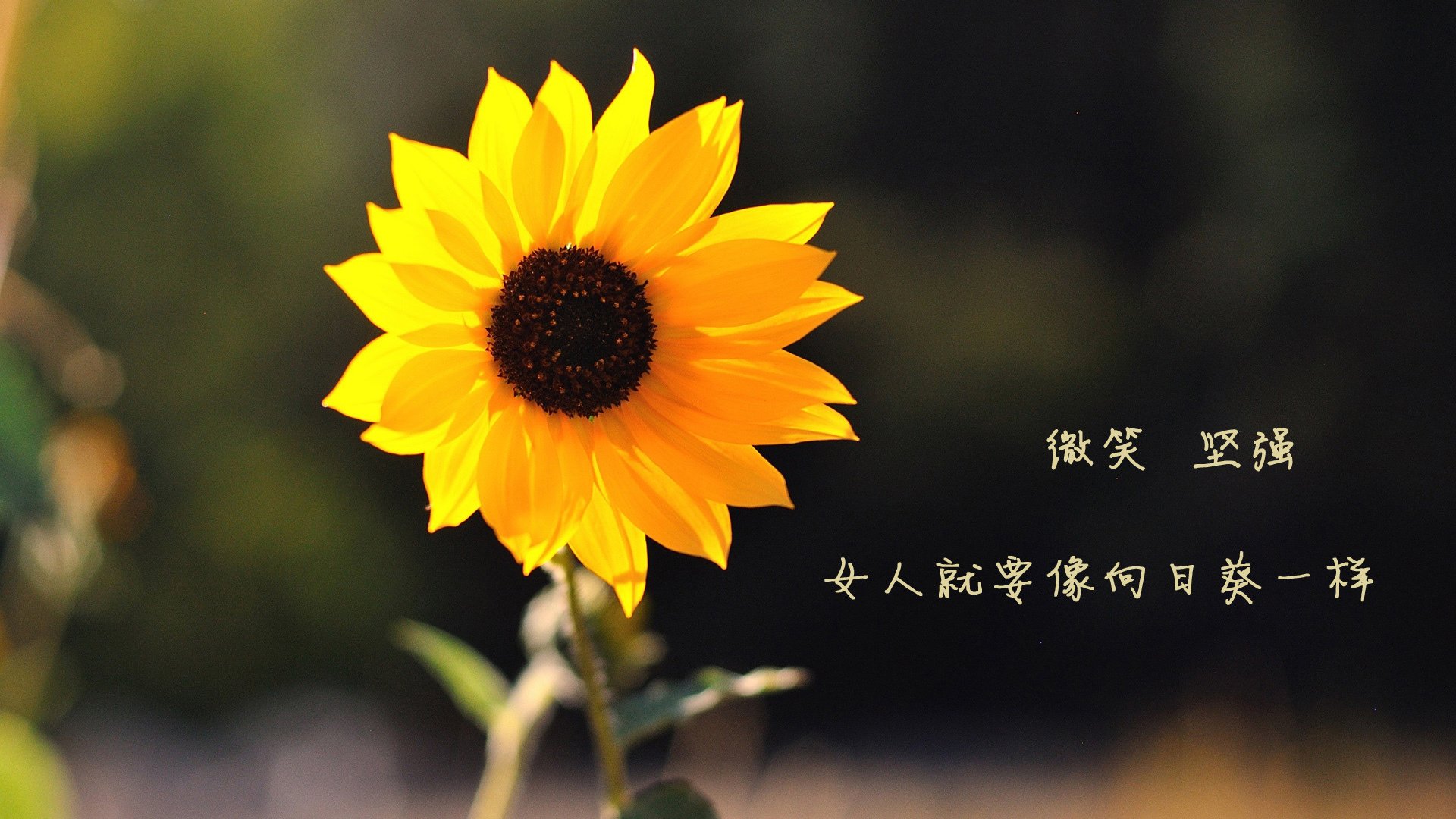 开云·Kaiyun网页版-青少年“未来之翼”篮球专项培训在哈尔滨启动，未来星篮球培训
