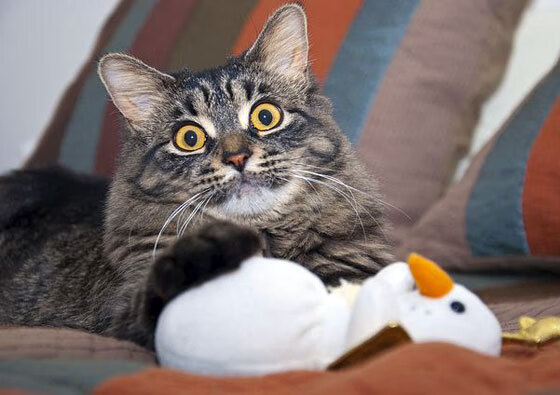 篮球运动员专项技能动作规范化训练标准及实施,篮球运动员基础训练