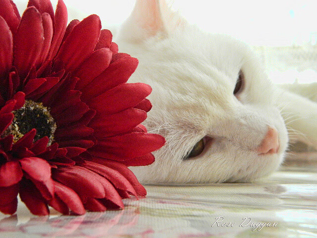 开云网页版-2024年印度队表现：逐步缩小与世界强队的差距，2062年印度