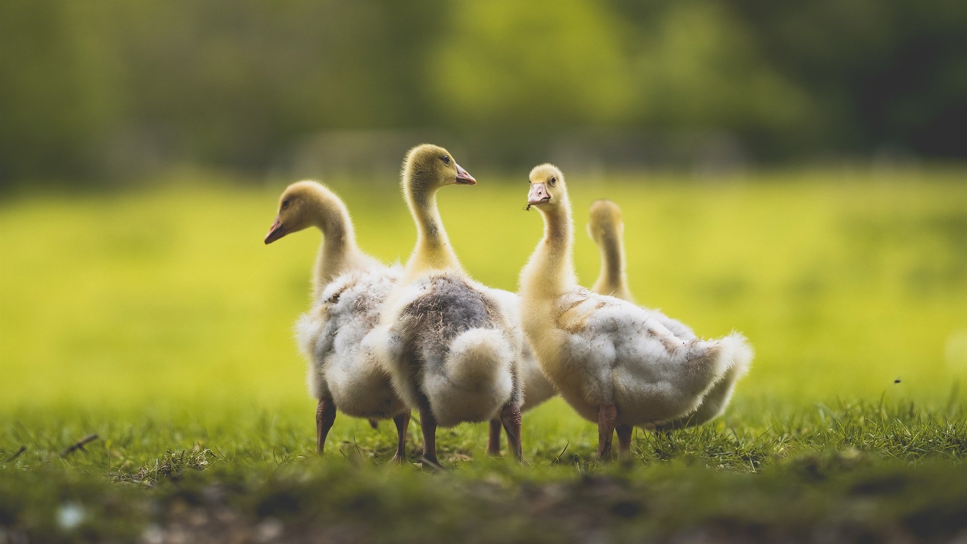 开云中国大陆-中国女篮比赛策略灵活 应对多变局面，中国女篮形势分析