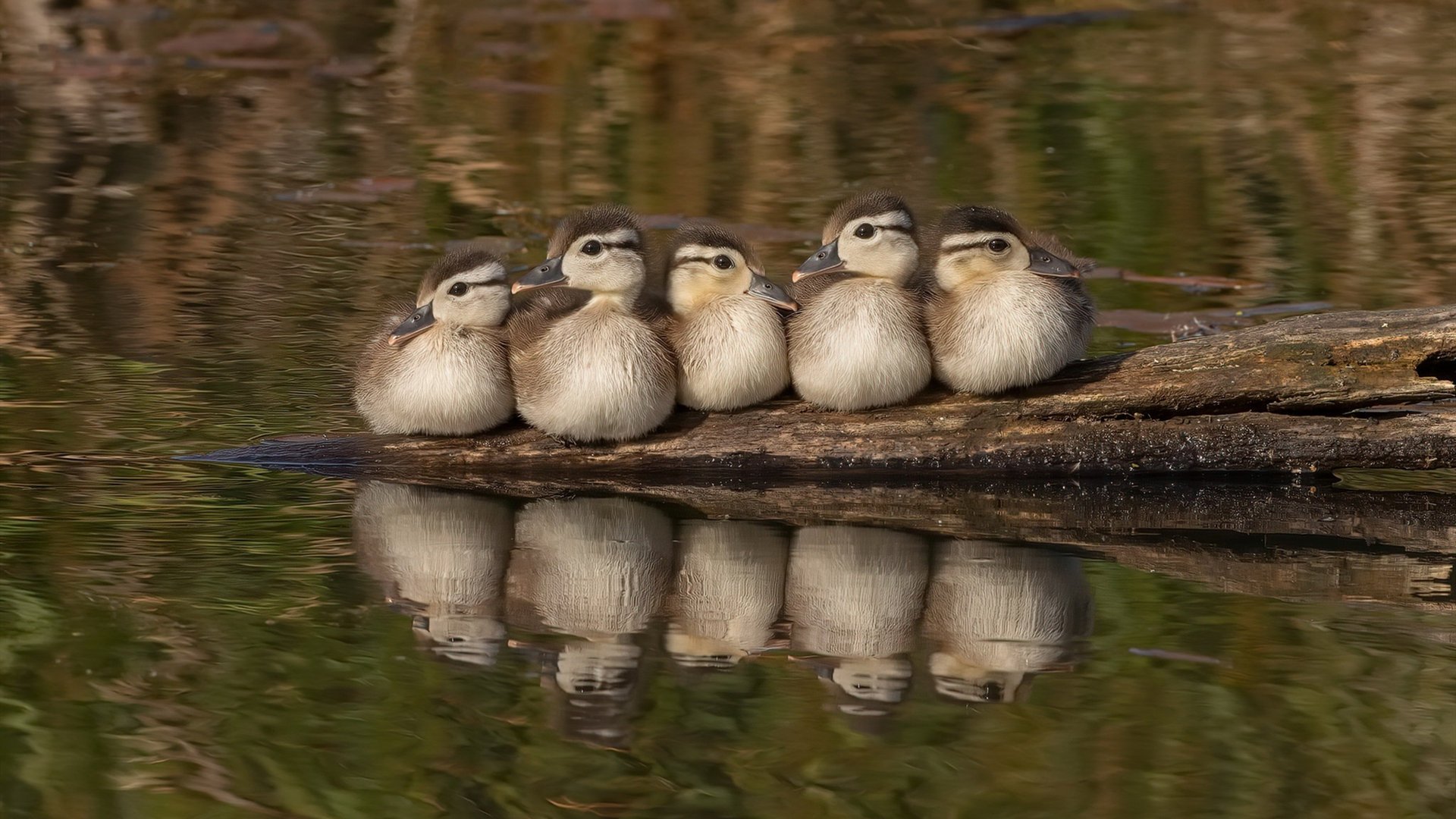 开云·体育官网-五大联赛高热度比赛直播带来的粉丝互动变化，五大联赛关注度