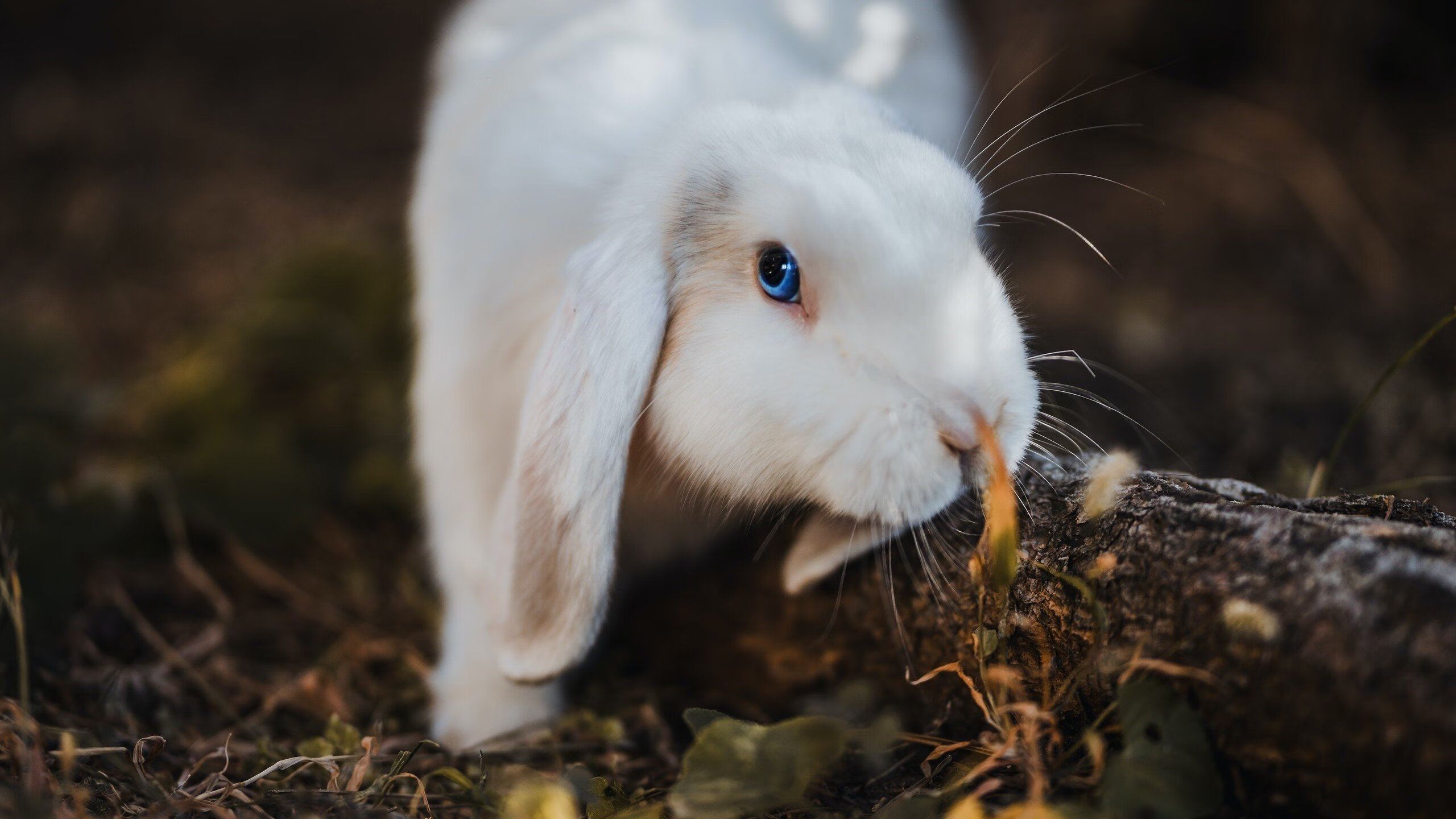 开云官网APP下载-后程划水爆发力增强，体能分配合理，后程发力是什么意思