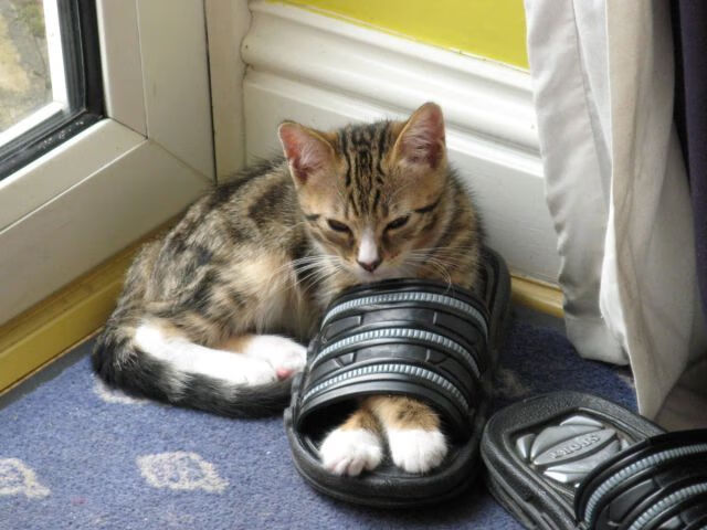 Kaiyun APP-数据图显示：蝶泳越接近对称越快，蝶泳速度慢问题出在哪里