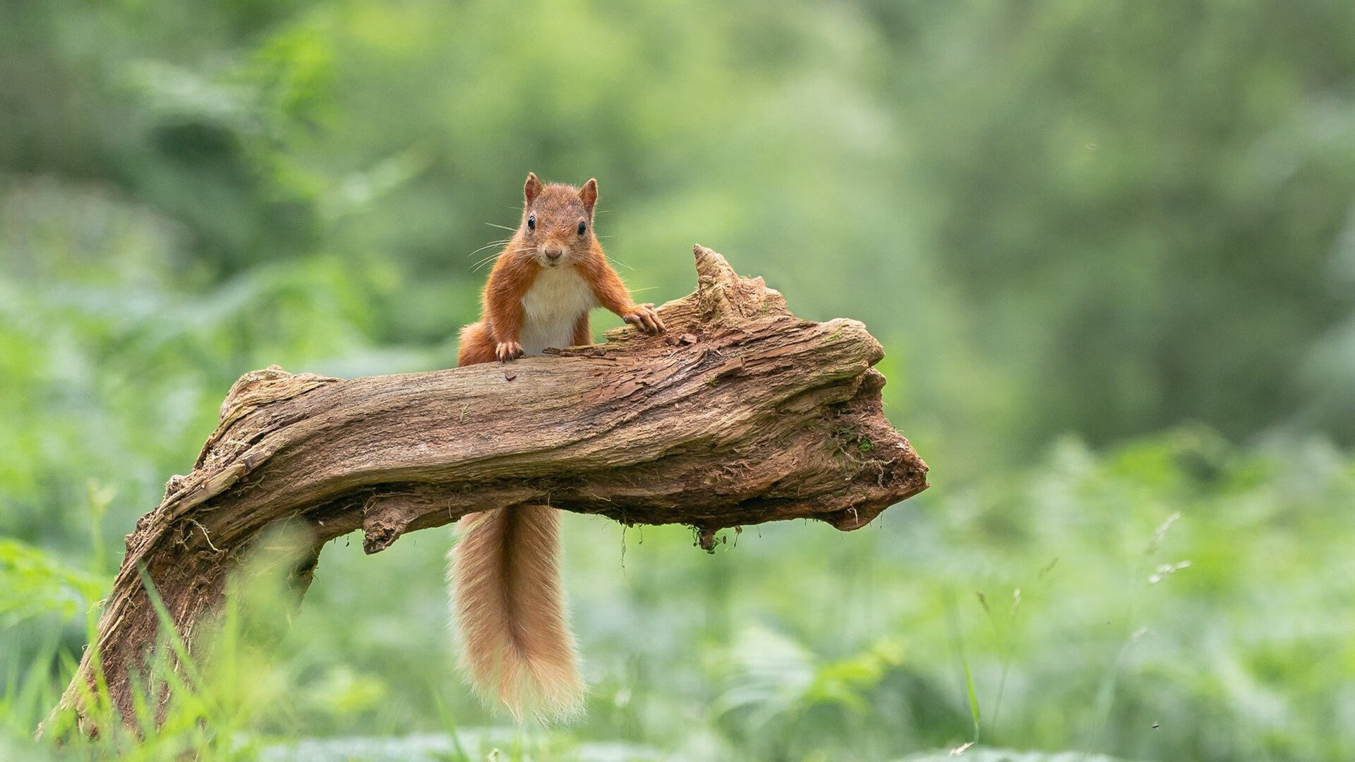 比赛中球队整体节奏是否随控卫而变,球队比赛规则
