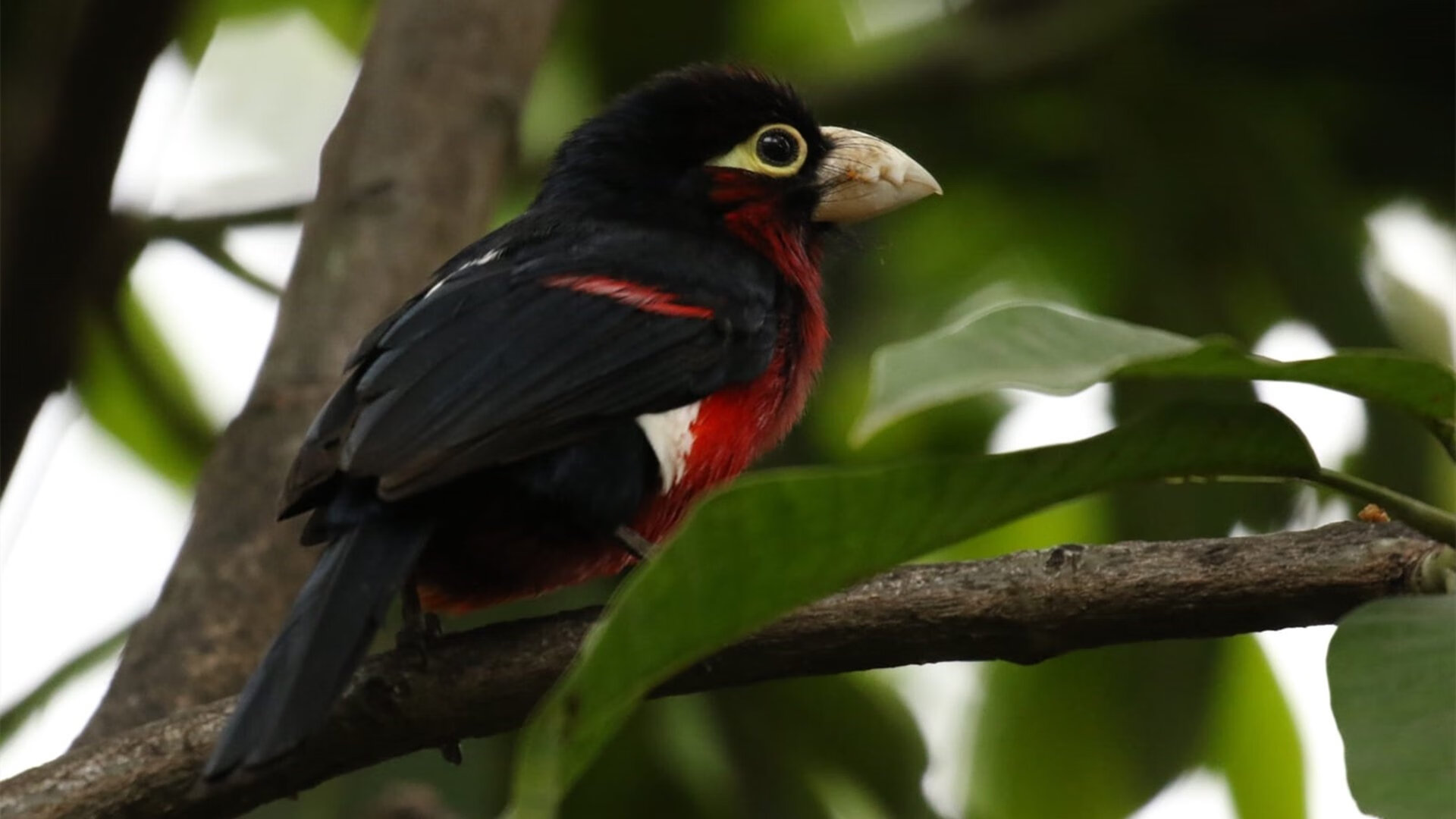 突尼斯希望替补后卫登场后表现不稳,突尼斯市