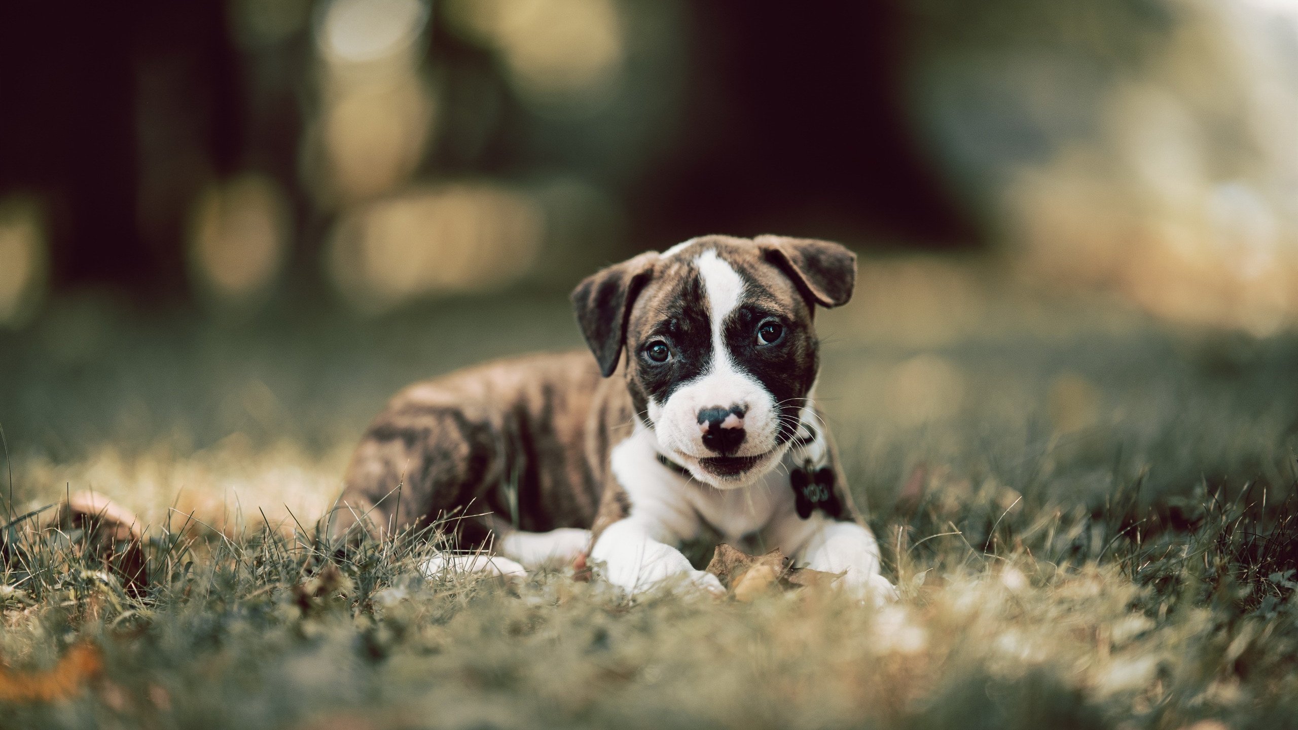 kaiyun官方入口登录-中小学篮球比赛设置技术评比鼓励全面发展选手，学校篮球比赛竞赛规程