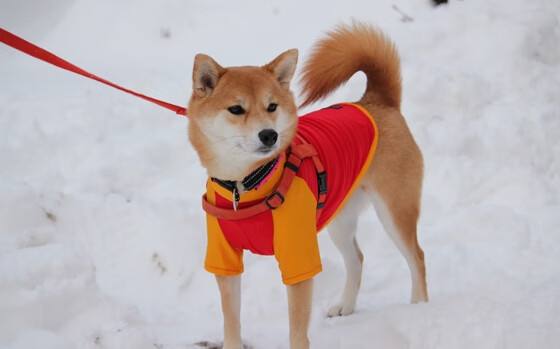 kaiyun.com-中国足球青训基地配备多语种讲解系统，中国足球青训体系是什么