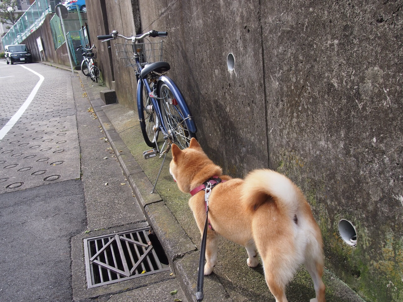特色足球主题的生态园区成为城市绿色新名片，足球特色园试点工作总结报告
