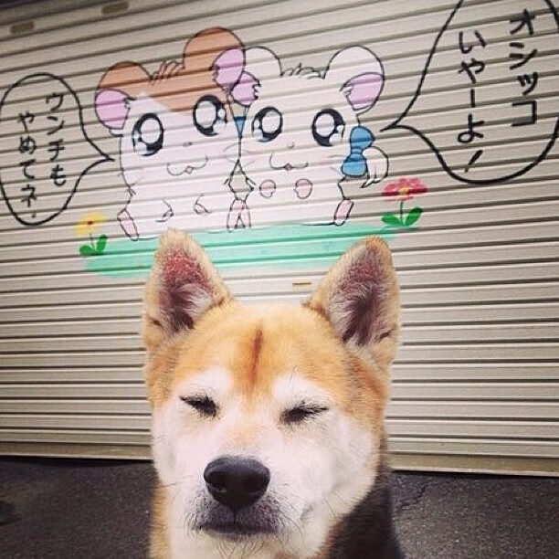 球队间谍门风波调查启动，赛场公平性受关注，足球间谍