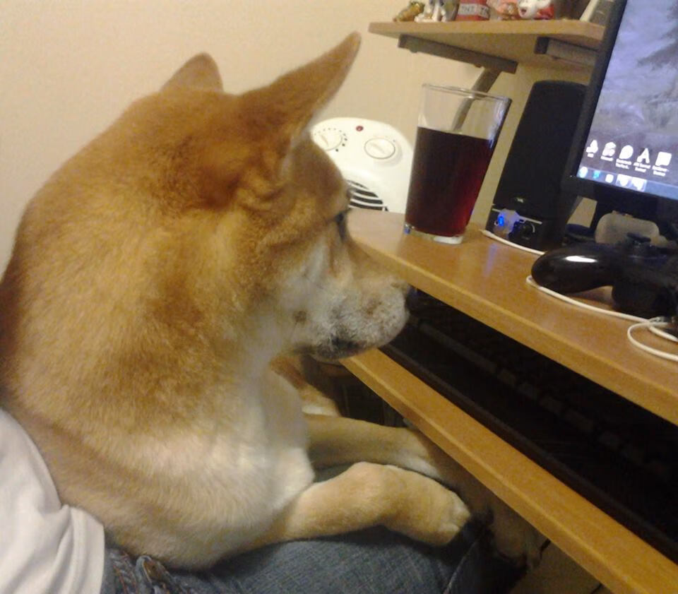 突尼斯男队自由泳冲刺力强劲,突尼斯篮球联赛赛程