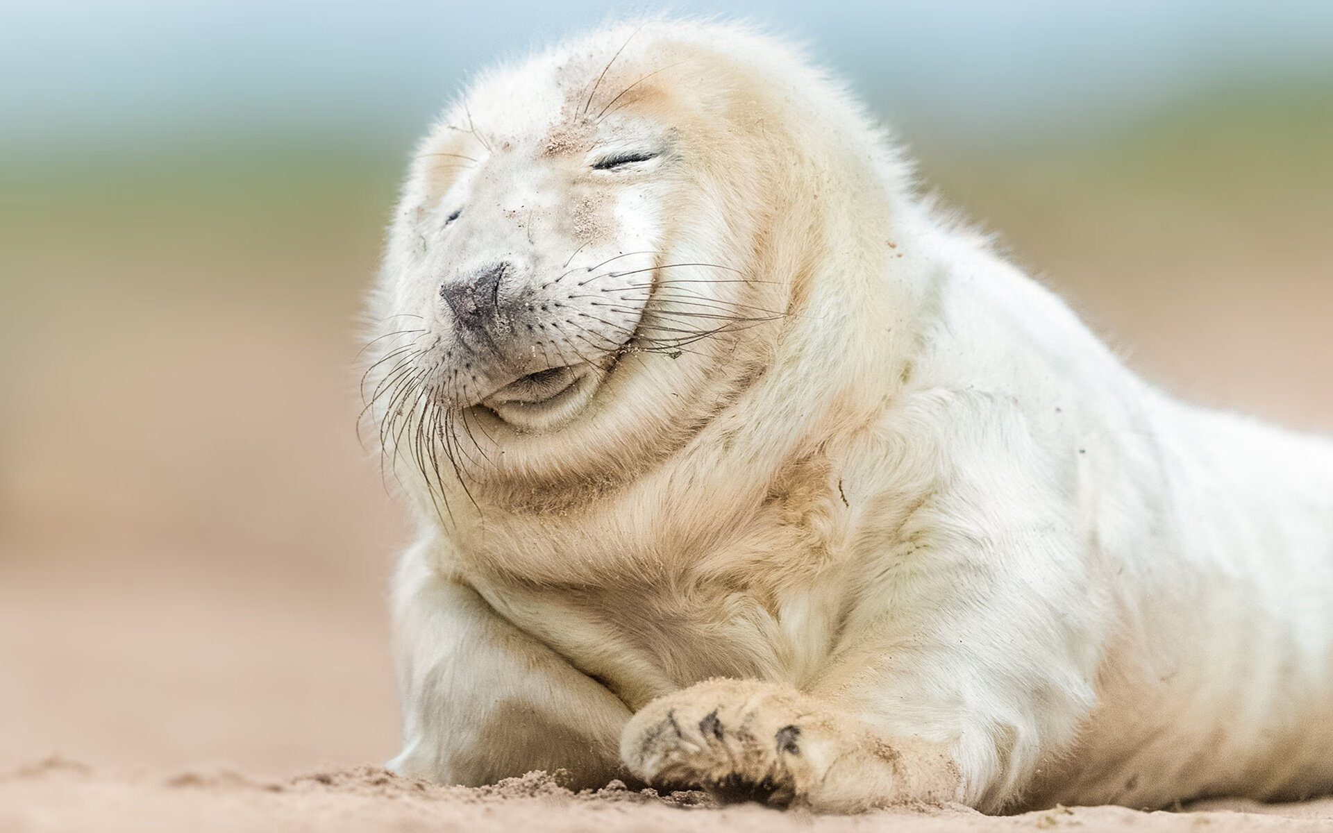 英超球队球迷经济的未来趋势，英超俱乐部球迷数量