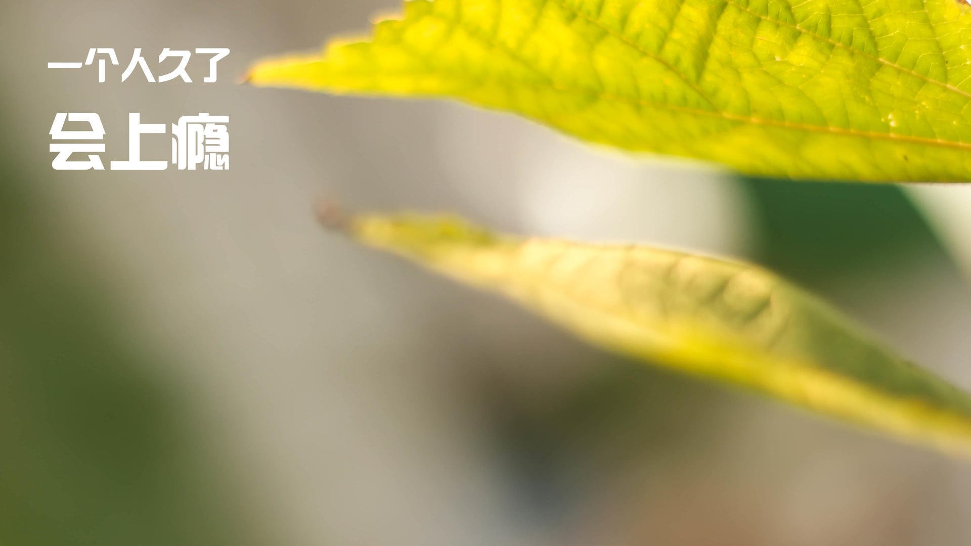 蝶泳初赛突尼斯新秀表现不俗,最新蝶泳视频