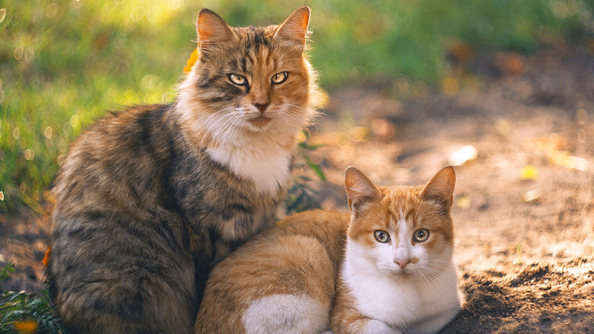 西甲终极对垒：攻守之间的精彩碰撞，vll西甲